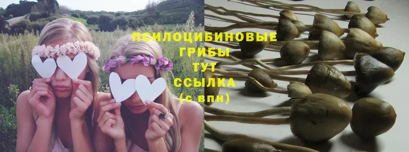 Галлюциногенные грибы Psilocybe Новосибирск